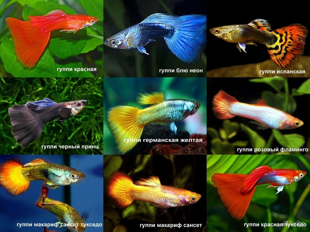 Меченосец Гамбург