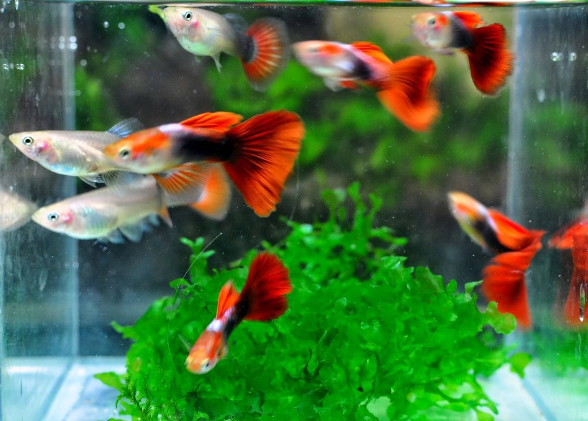 Гуппи рыбки для детей