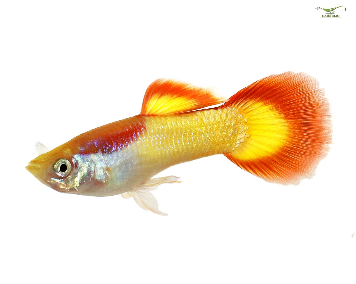 Гуппи рыбки испанцы
