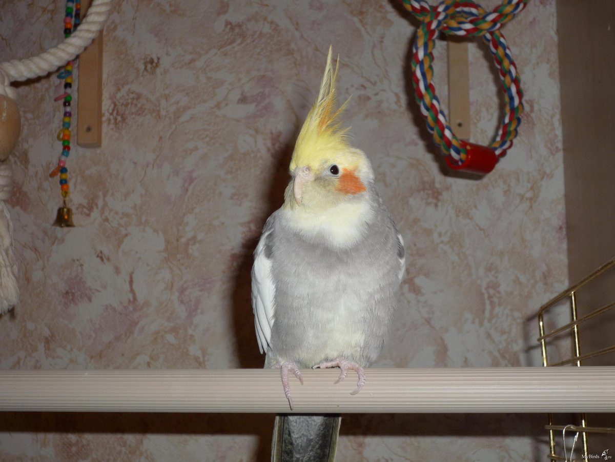 Корелла Монтана