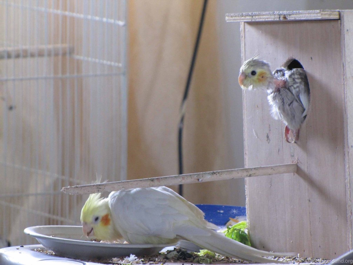 Пухоеды у попугаев корелла