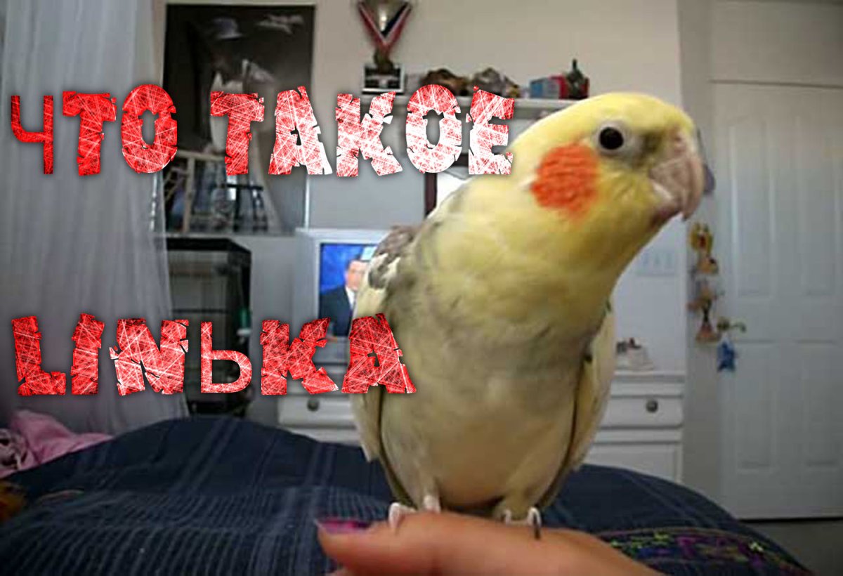 Лысый попугай Какаду