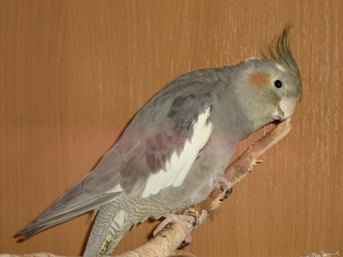 Корелла птенец природного окраса