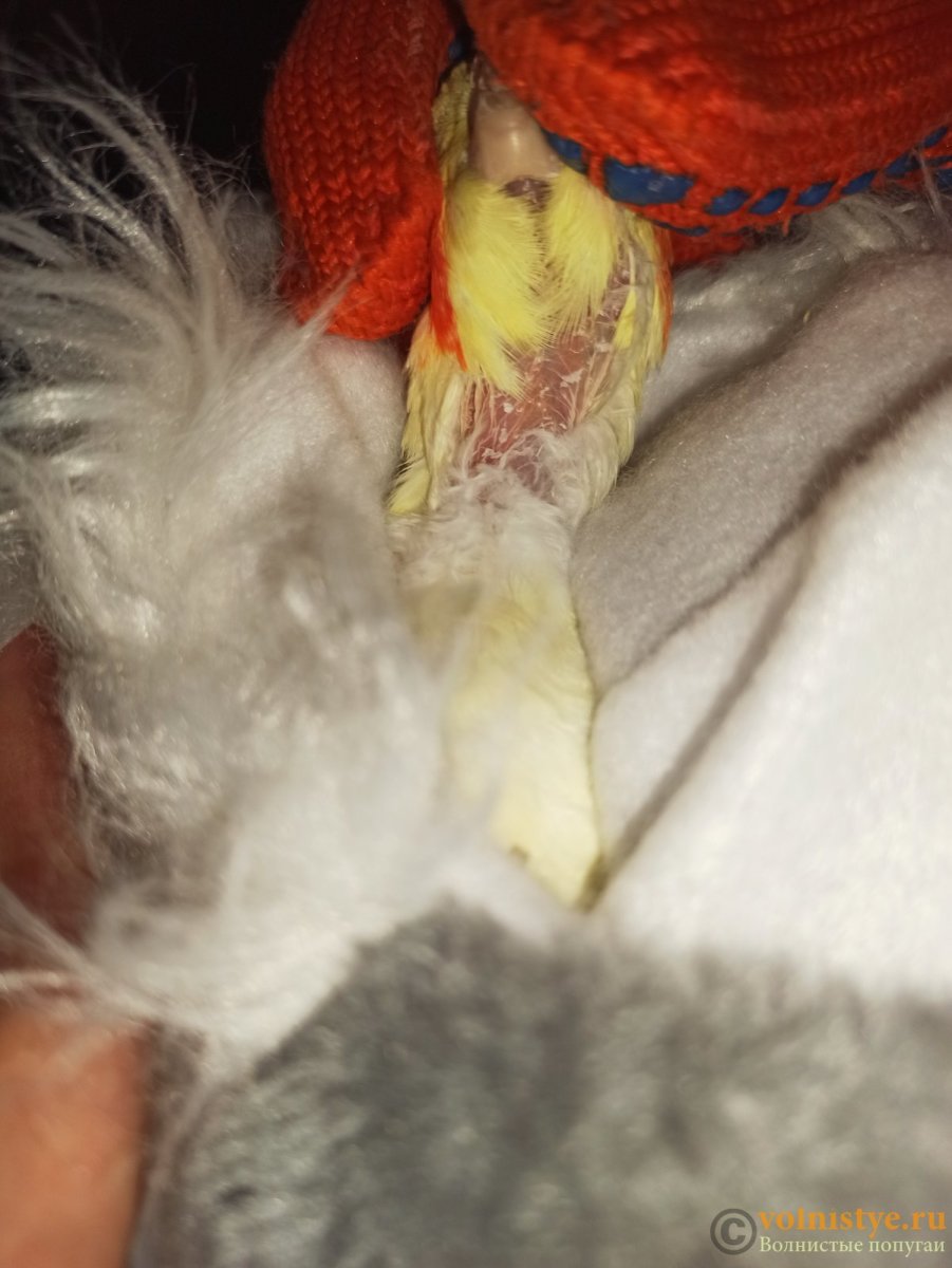 Очинный клещ у волнистого