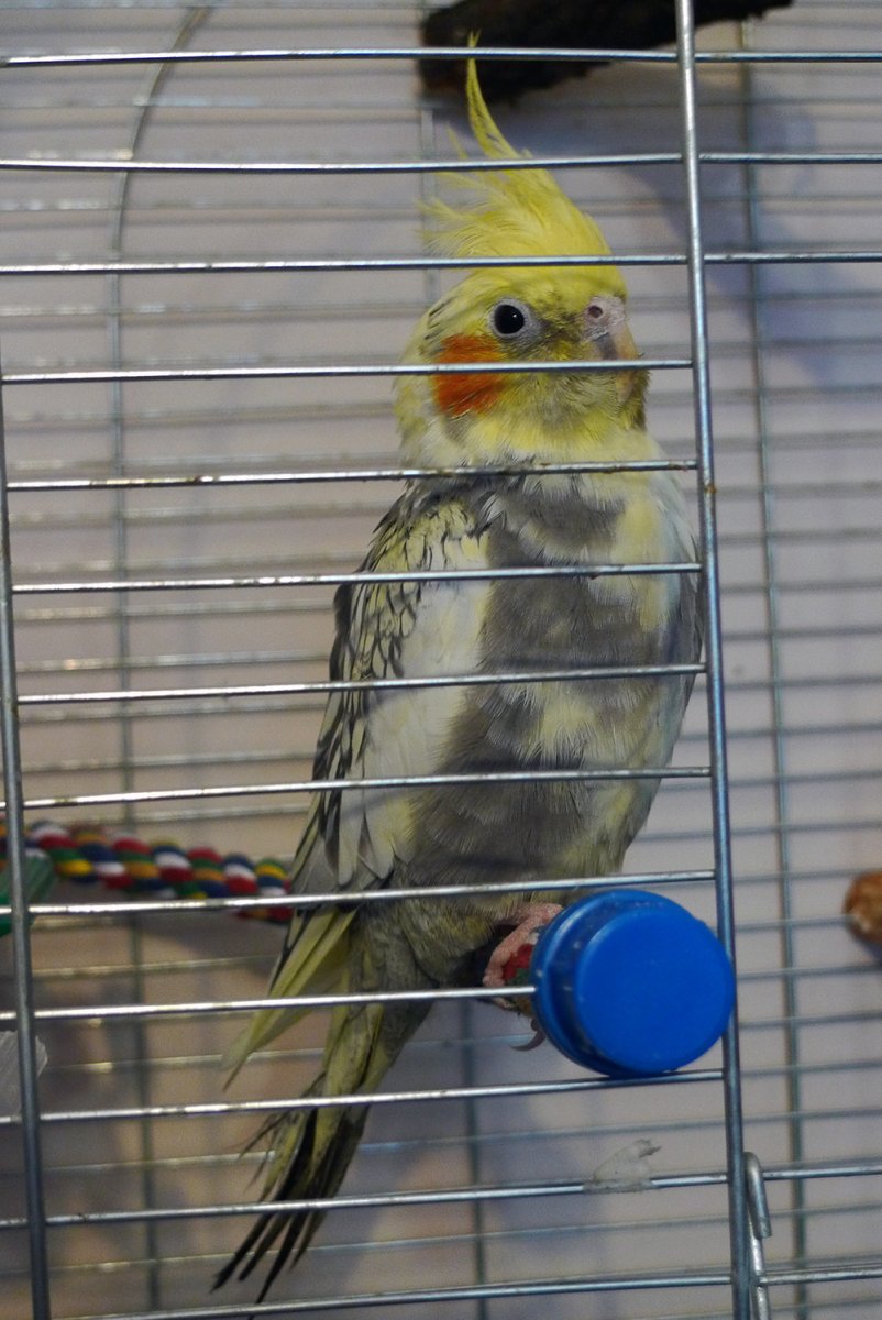 Корелла линька первая