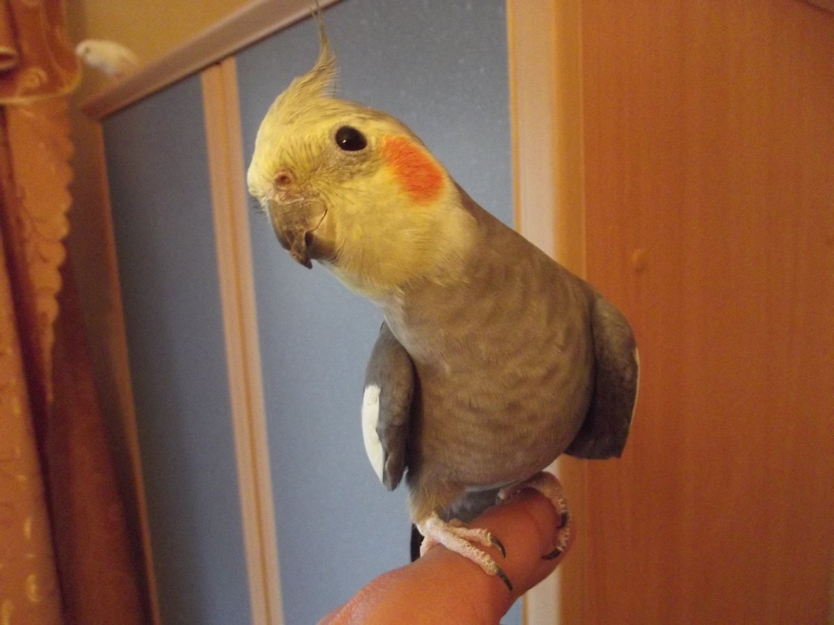 Попугай корелла лысина на голове