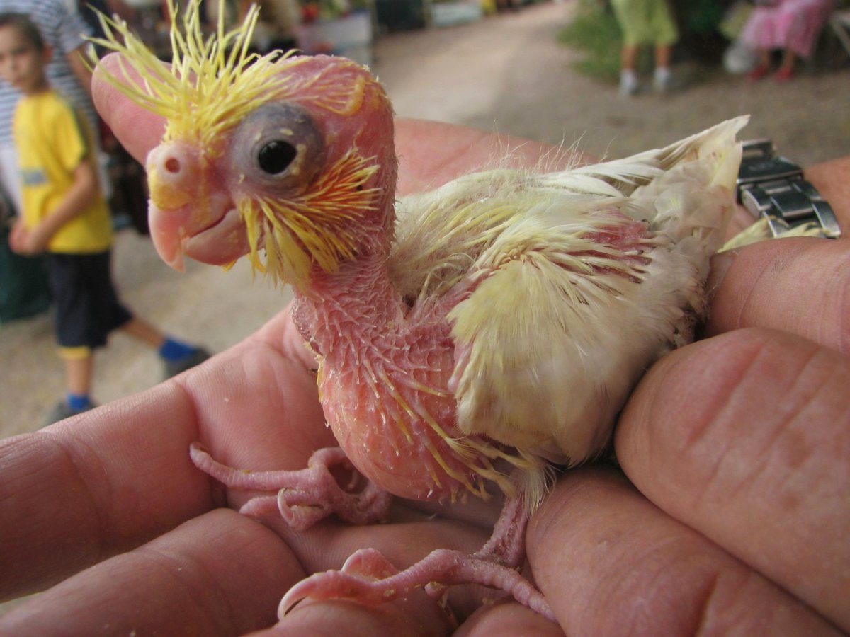 Корелла Оптима