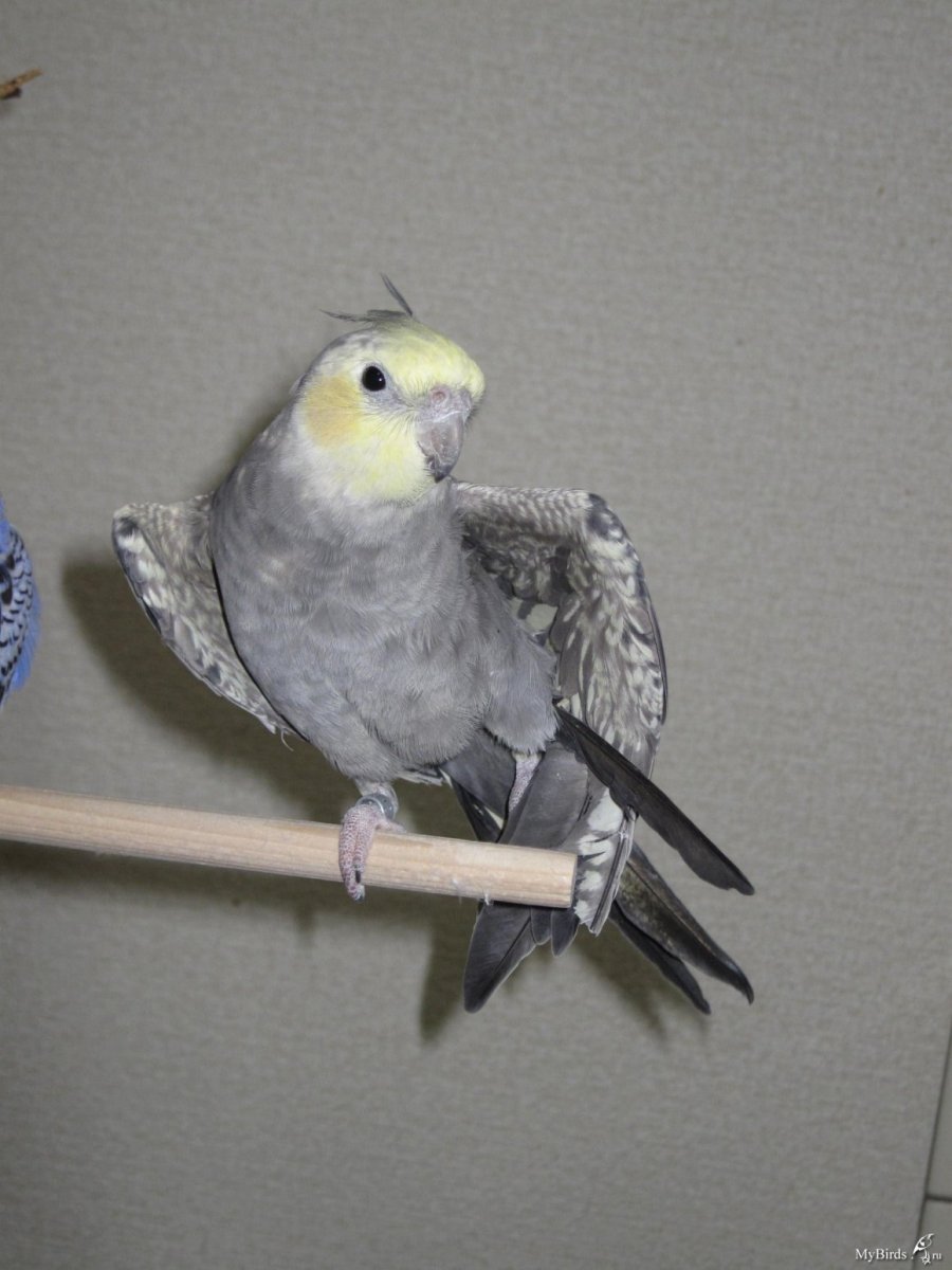 Корелла Ювенальная линька