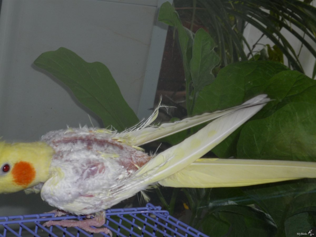 Корелла до линьки