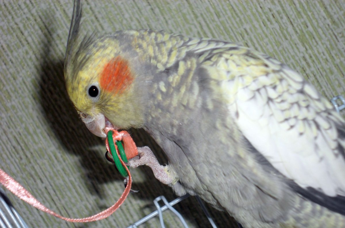 Перловый птенец кореллы