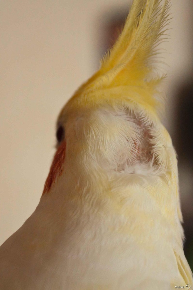 Линька у попугаев корелла