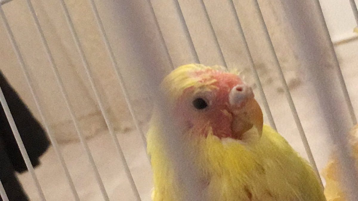 Попугай корелла чихает