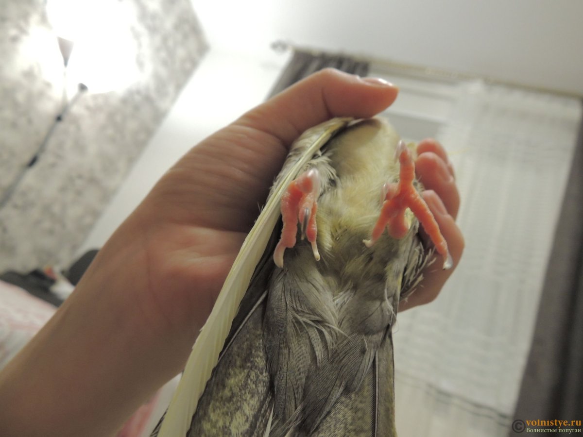 Корелла лысина