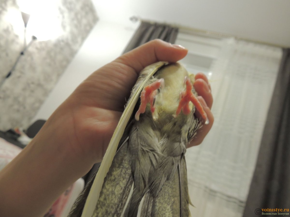 Сломанок перо у кореллы