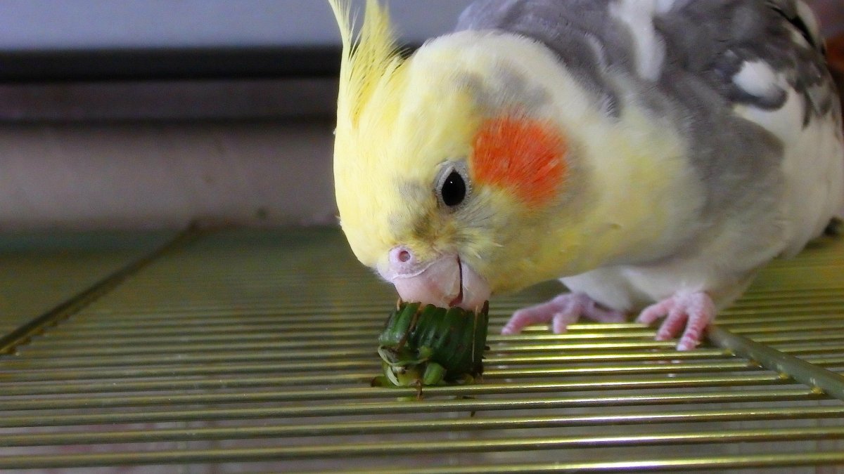 Скелет кореллы