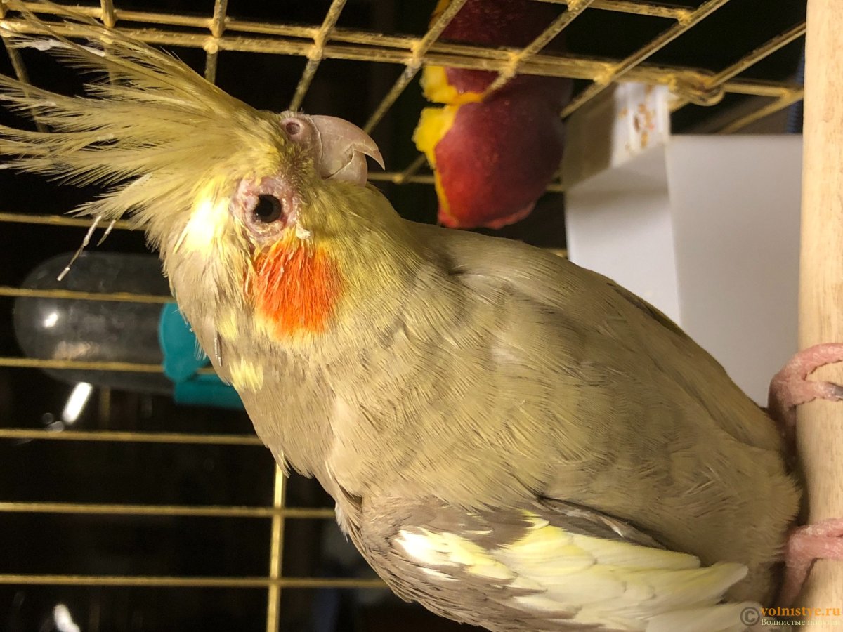 Самка кореллы поёт