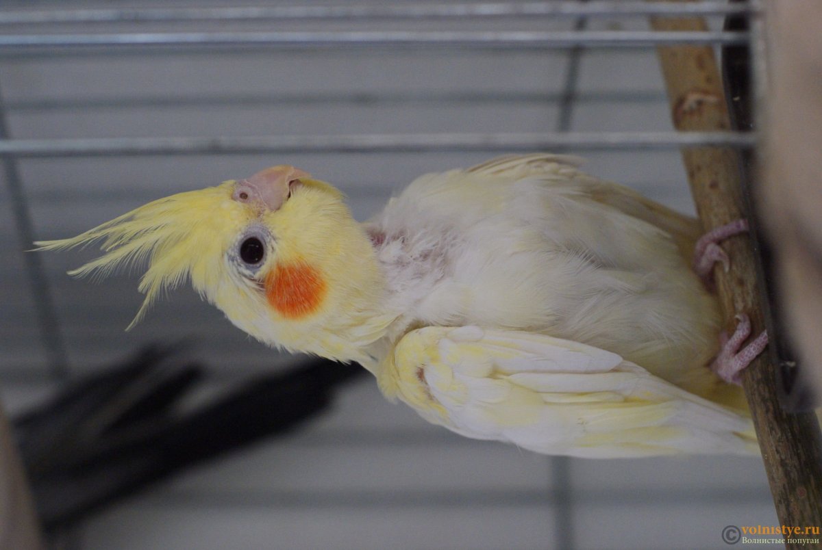 Попугайчика из попугайчика обедать