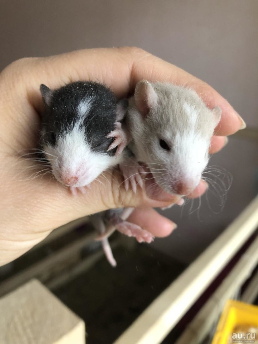 Крыса Дамбо хаски