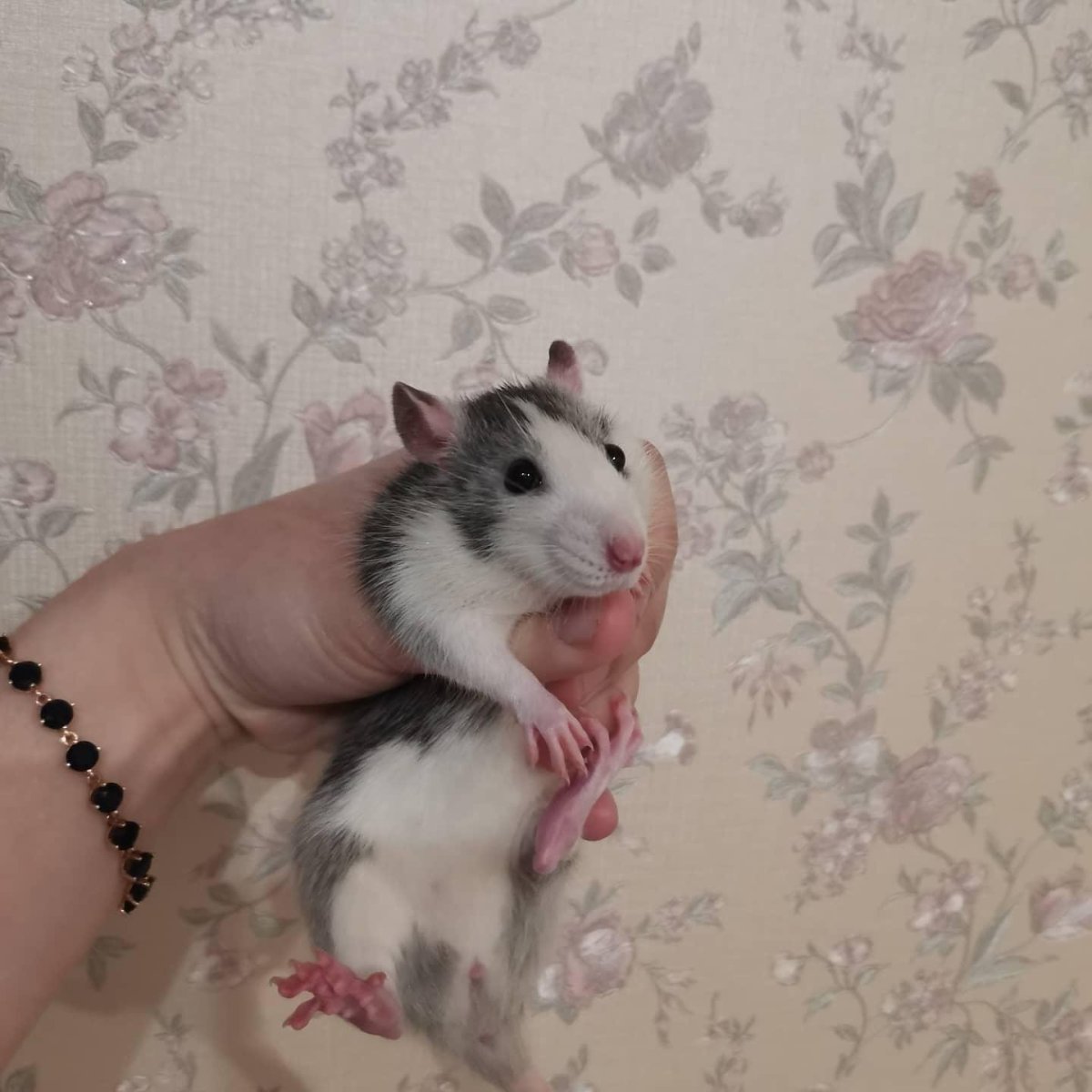 Декоративная крыса на белом фоне