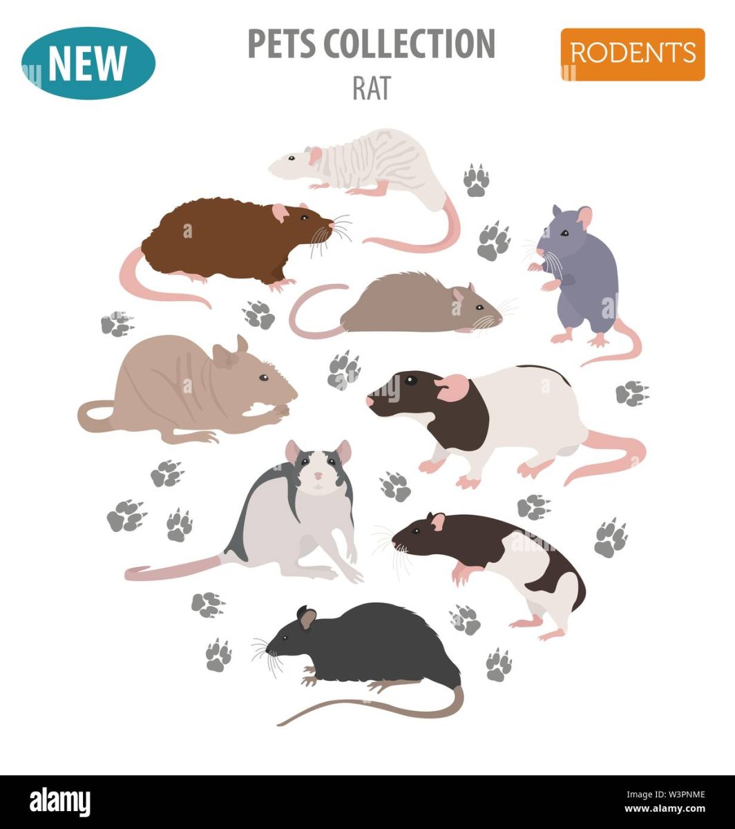 Крысята декоративные маленькие