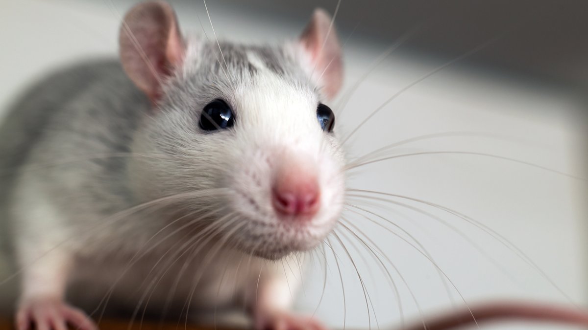 Крысята Дамбо хаски