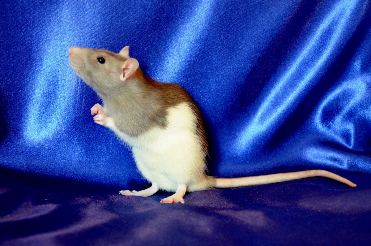 Крыса хаски имя