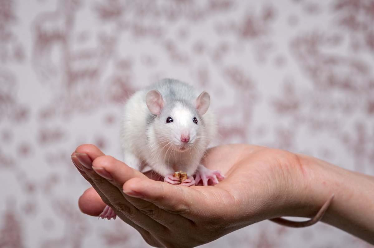 Крыса окрас хаски