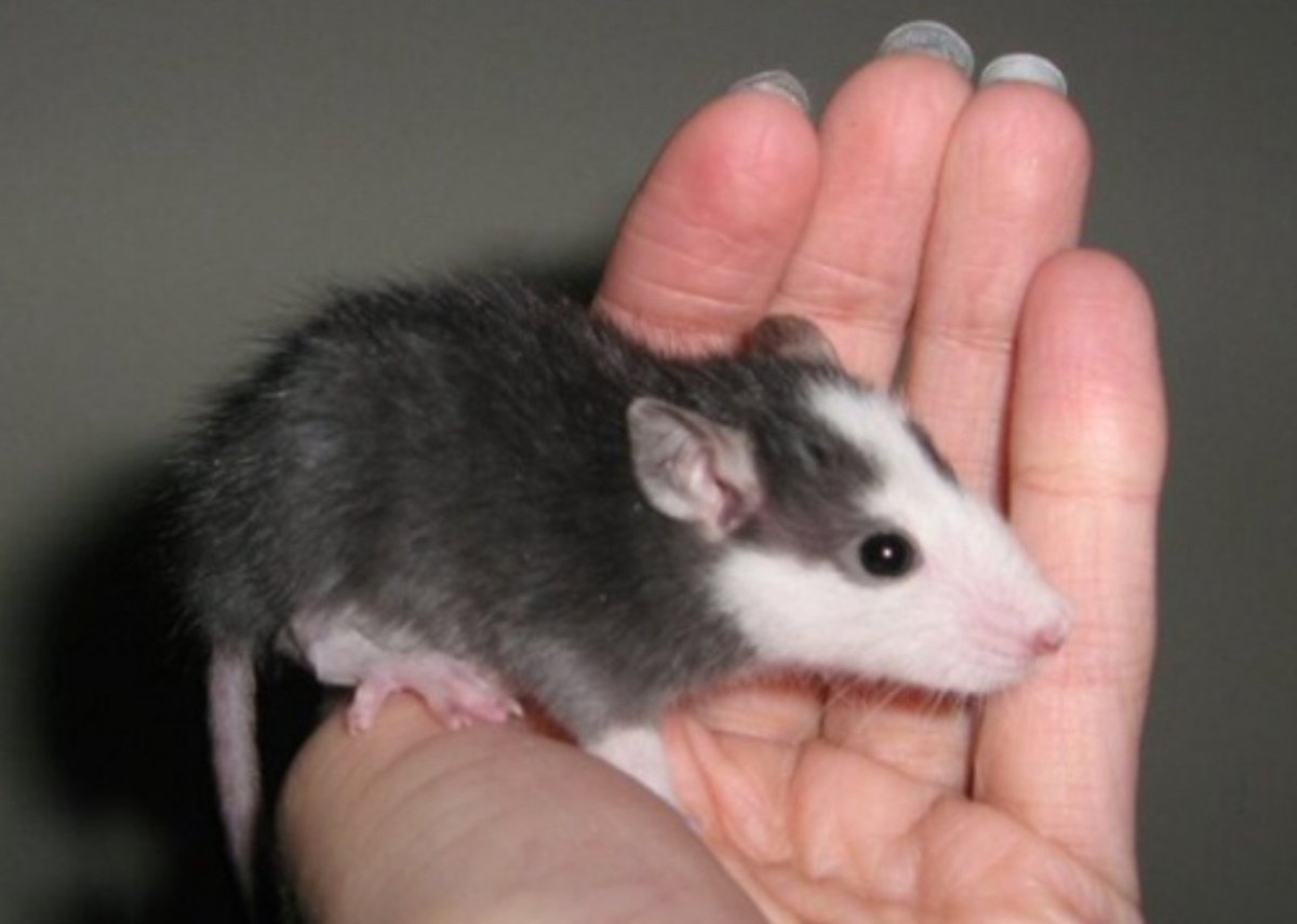 Крысы инфографика