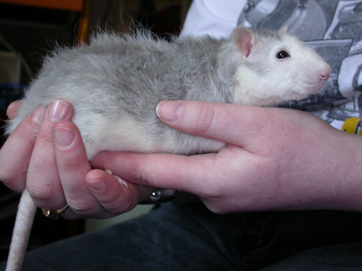 Крыса Дамбо рекс