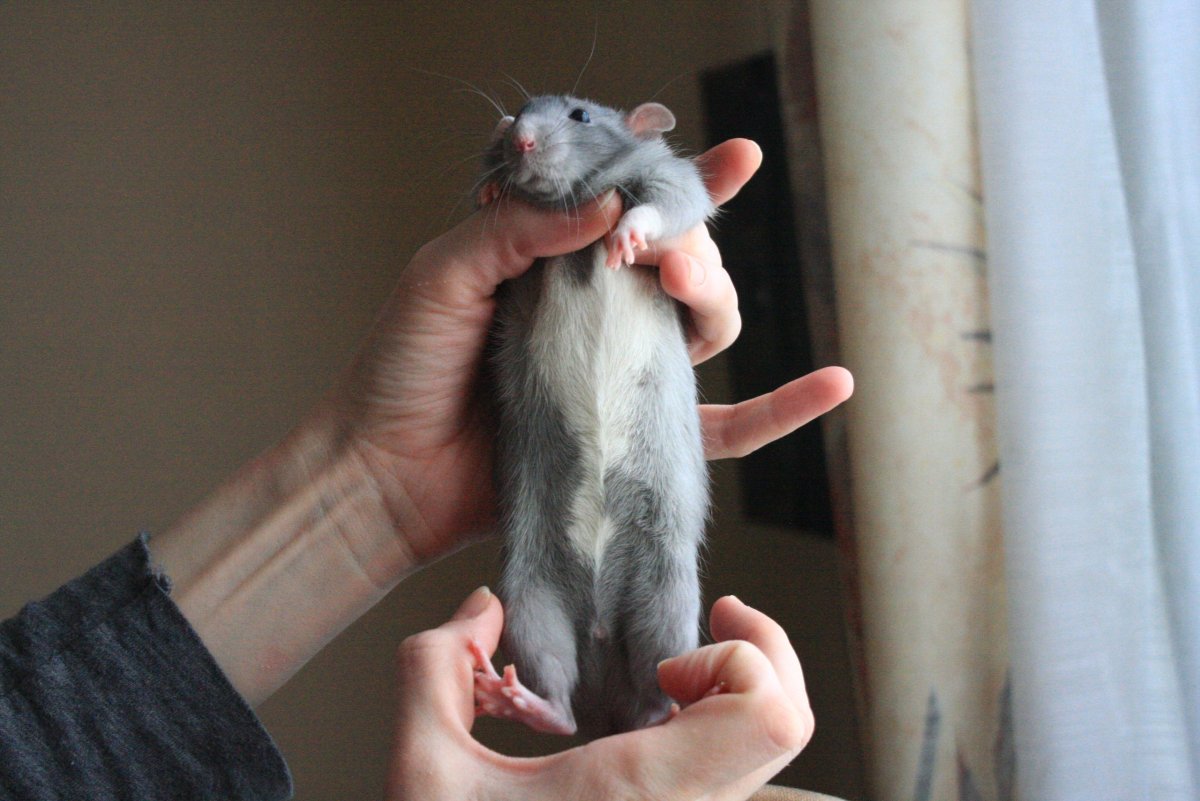 Хаски любопытный