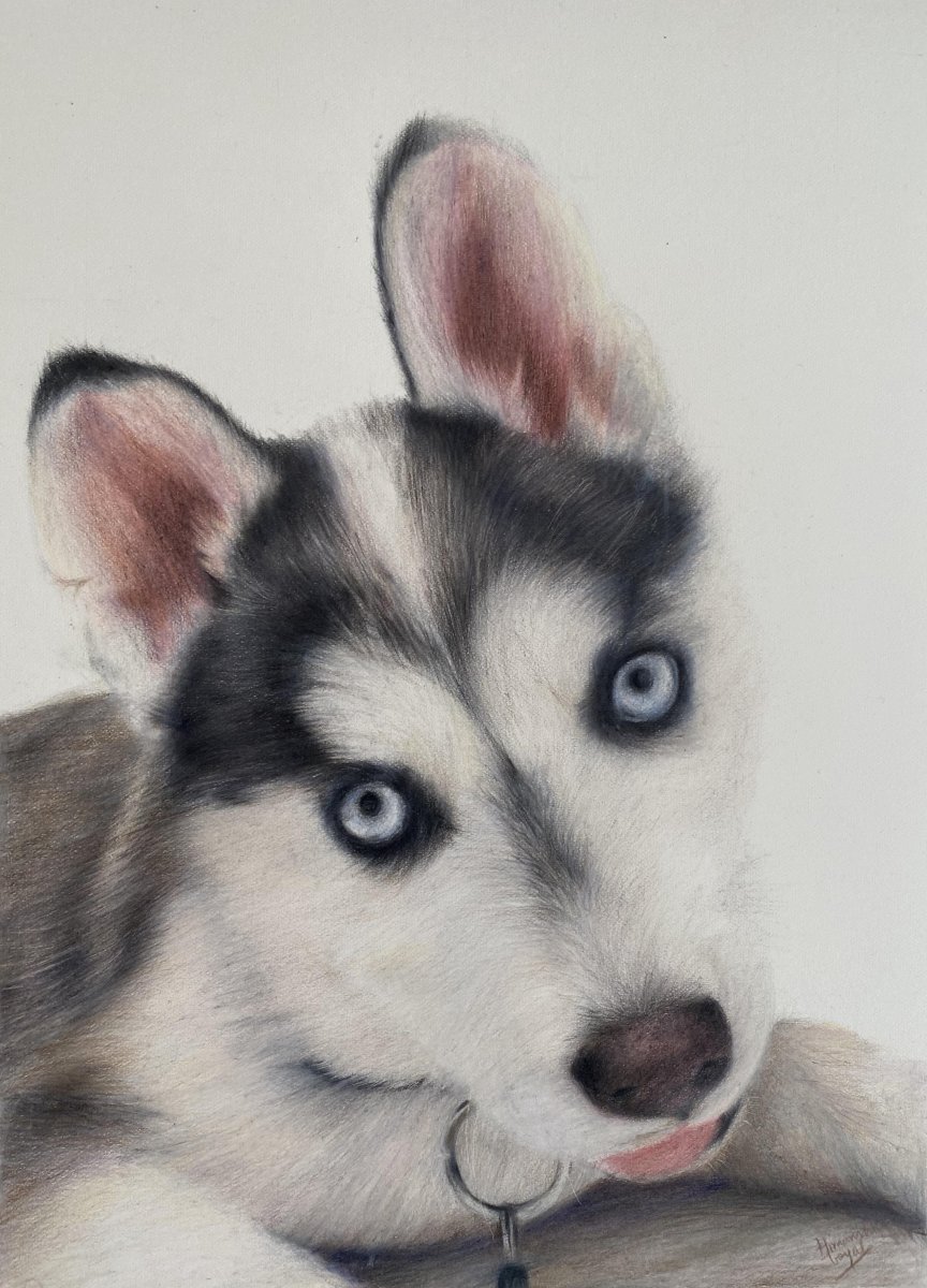 Сибирский хаски