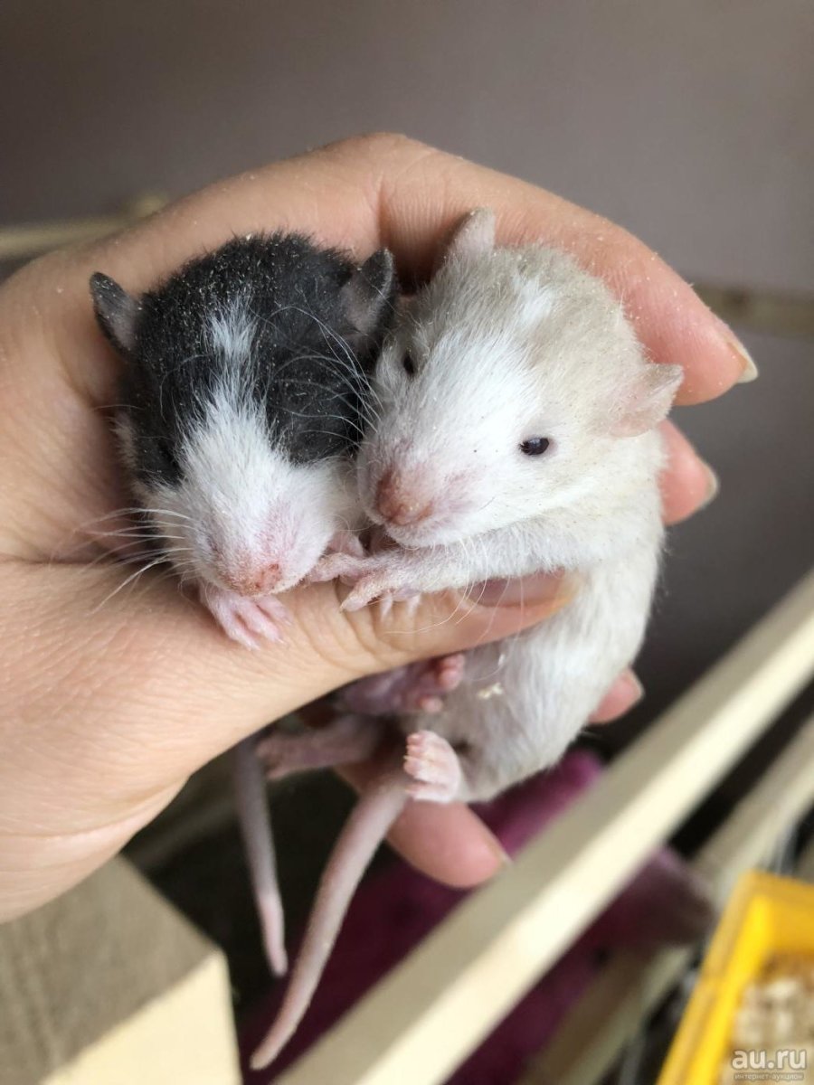 Крыса Дамбо