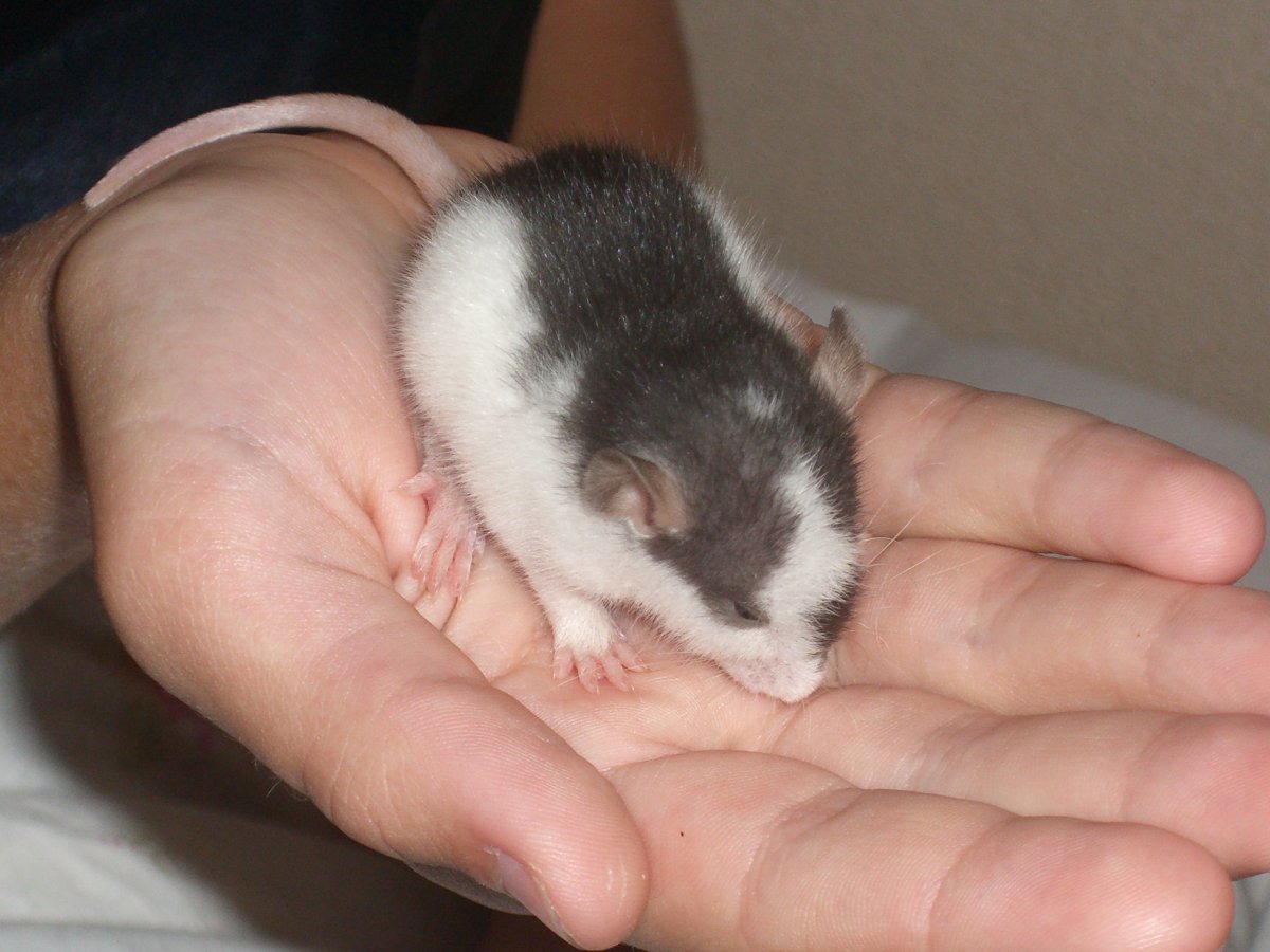 Крысята Дамбо голубая норка