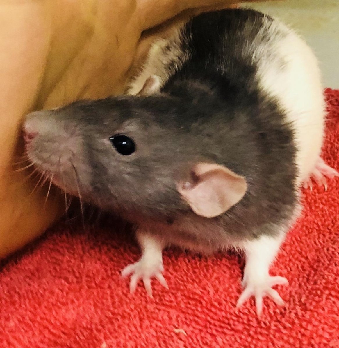 Декоративная крыса Дамбо