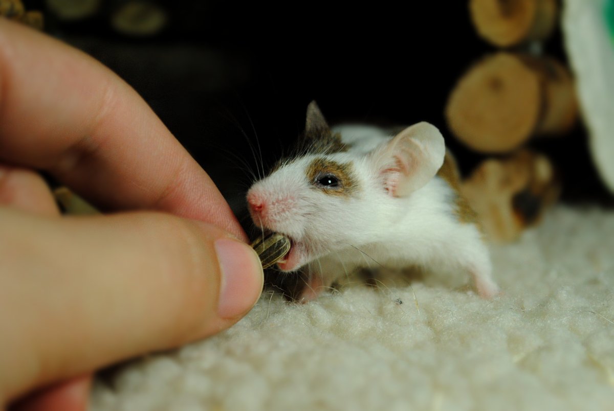 Белая крыса