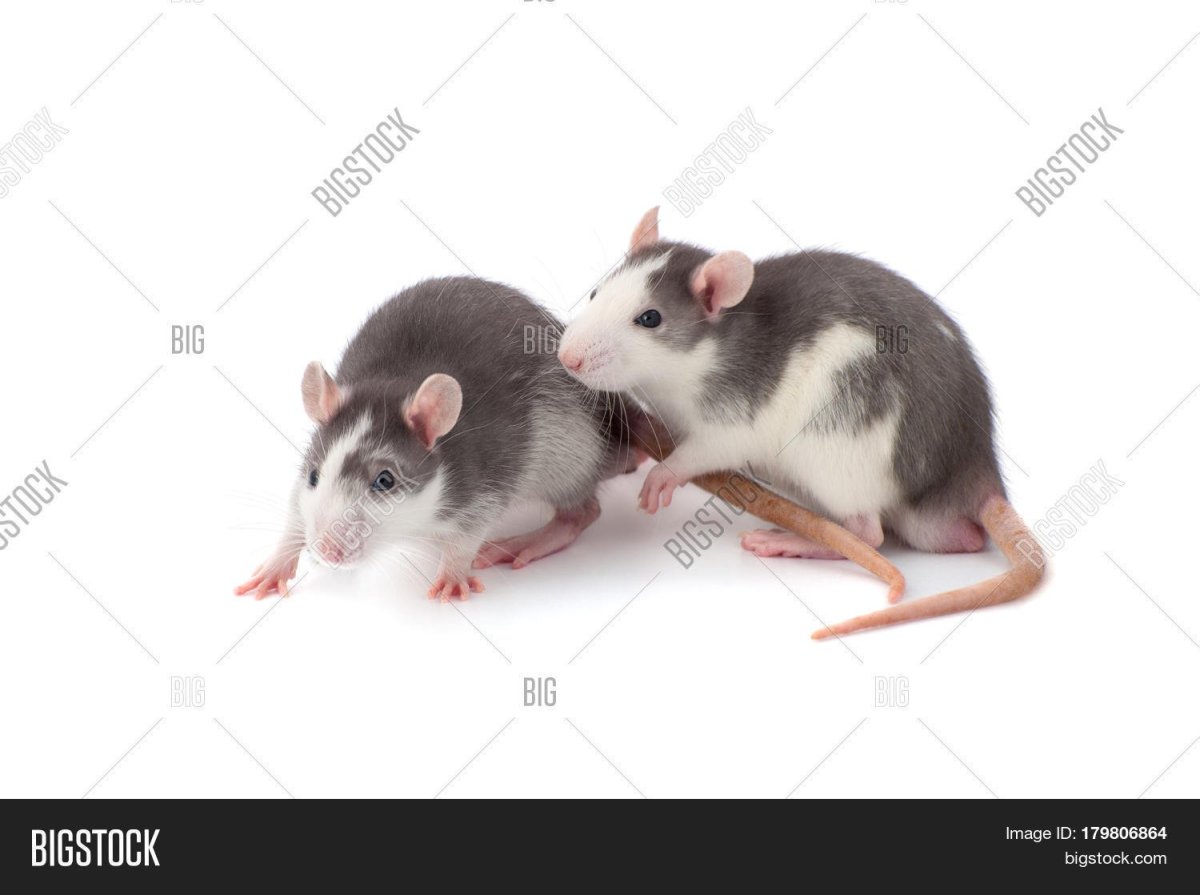 Крыски домашние