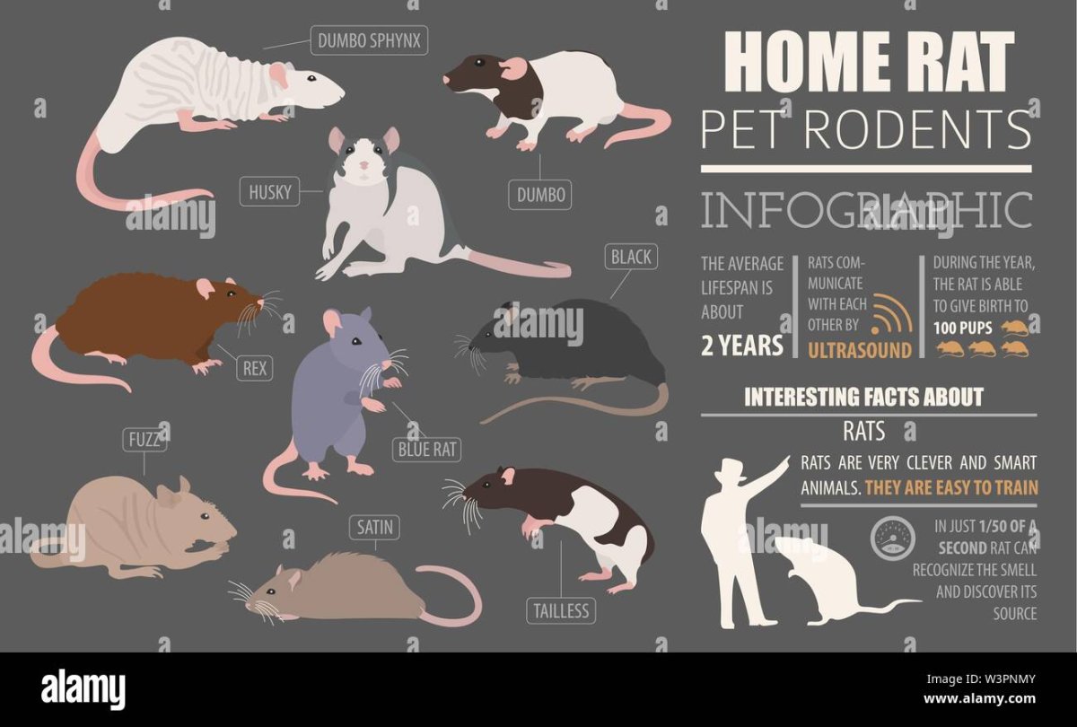 Сатиновая крыса Дамбо