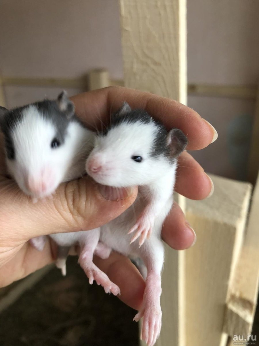 Крыса Дамбо окрас хаски