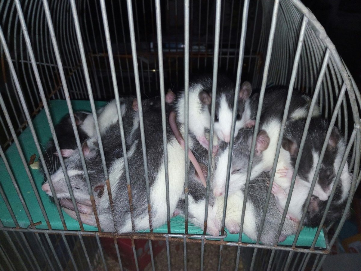 Крыса породы рекс