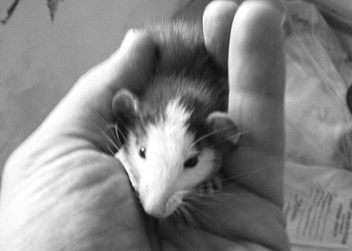 Новорожденные крысята ха ки