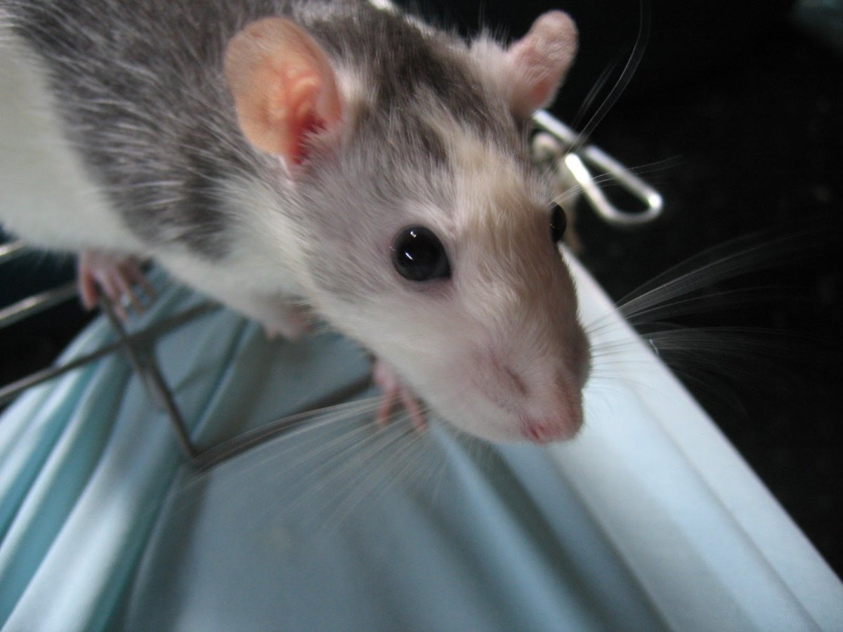 Кормовые мыши