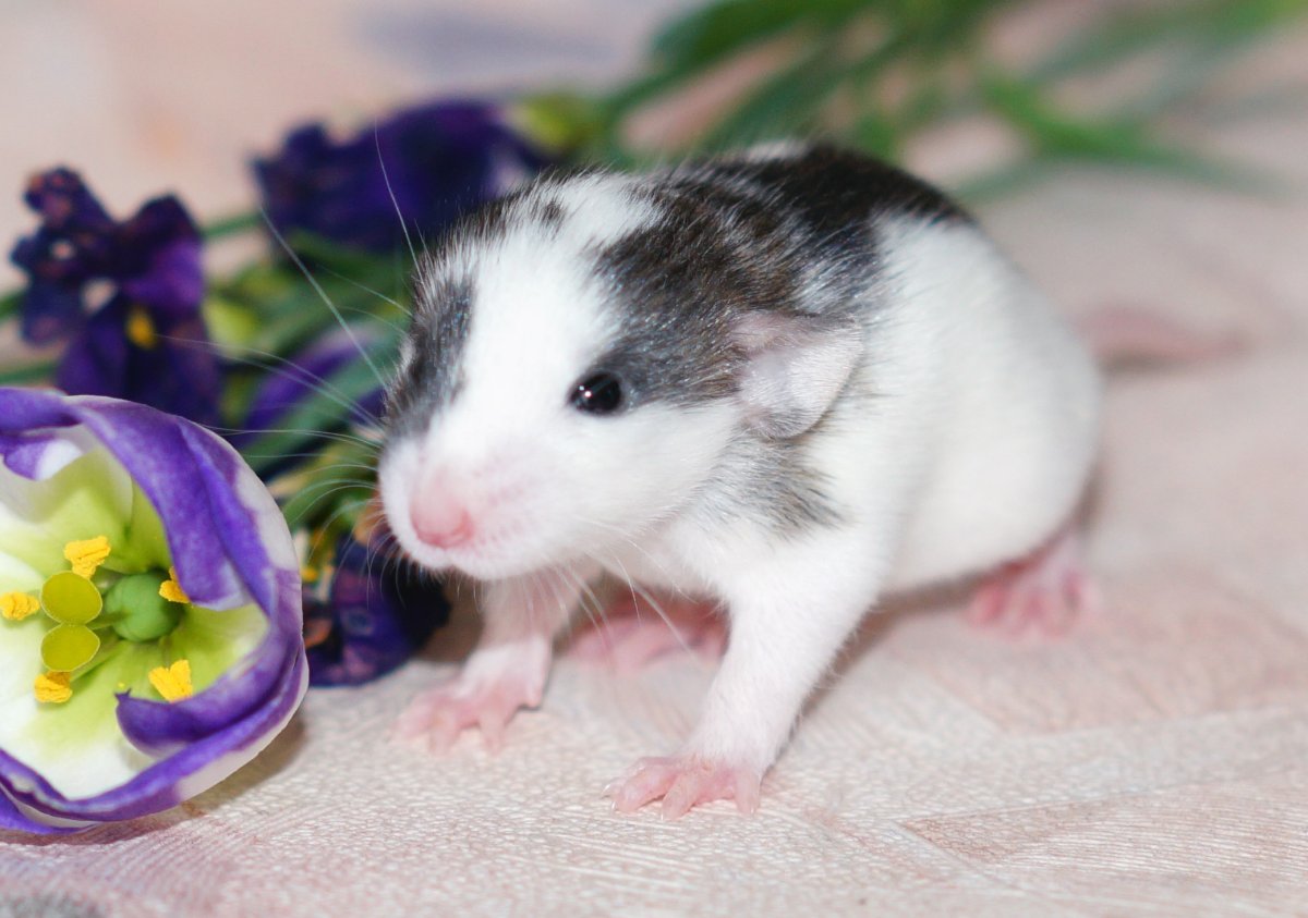 Крыса Дамбо хаски