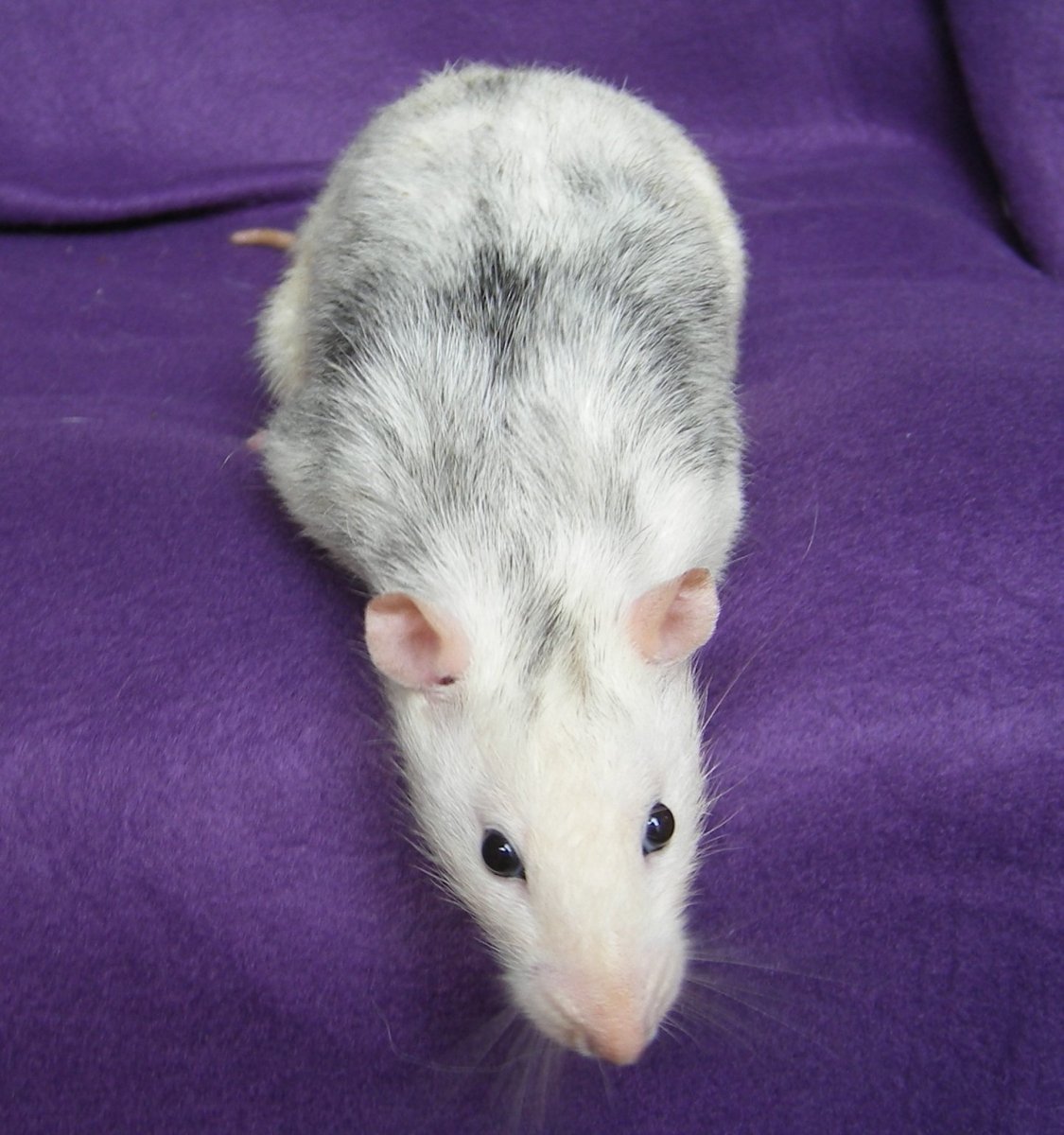 Крыса Дамбо хаски