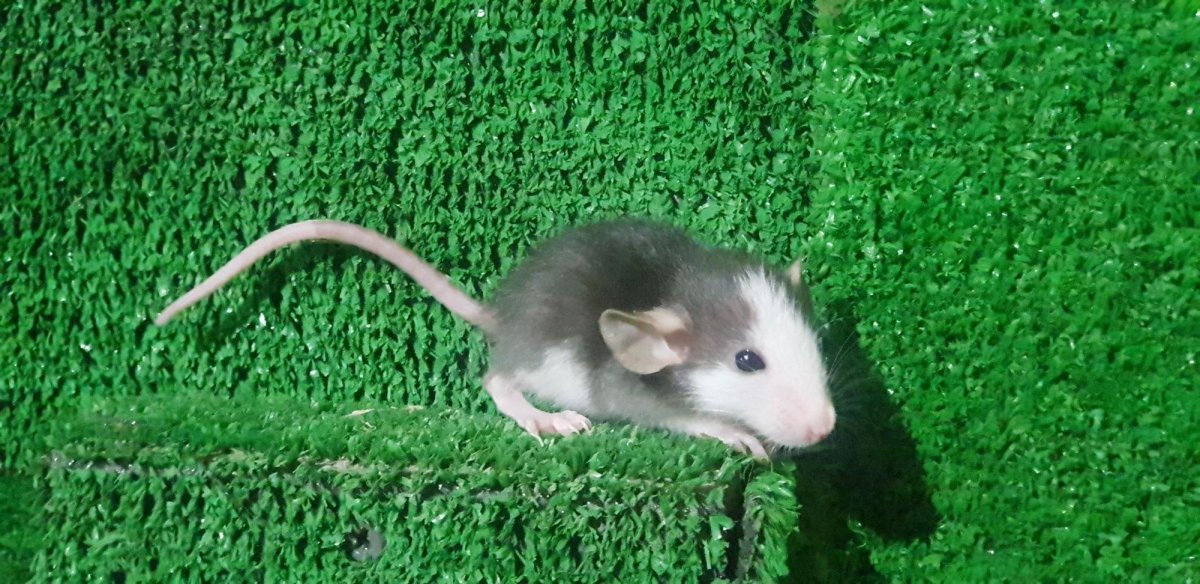 Крысы породы хаски
