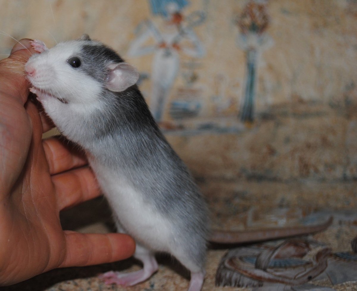 Собака крыса порода