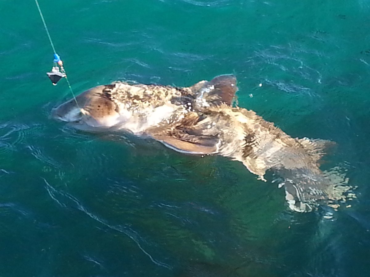 Голиаф гигантский Групер