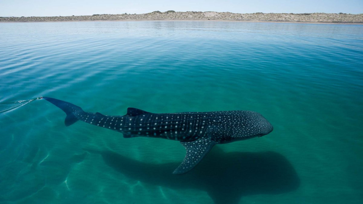 Китовая акула