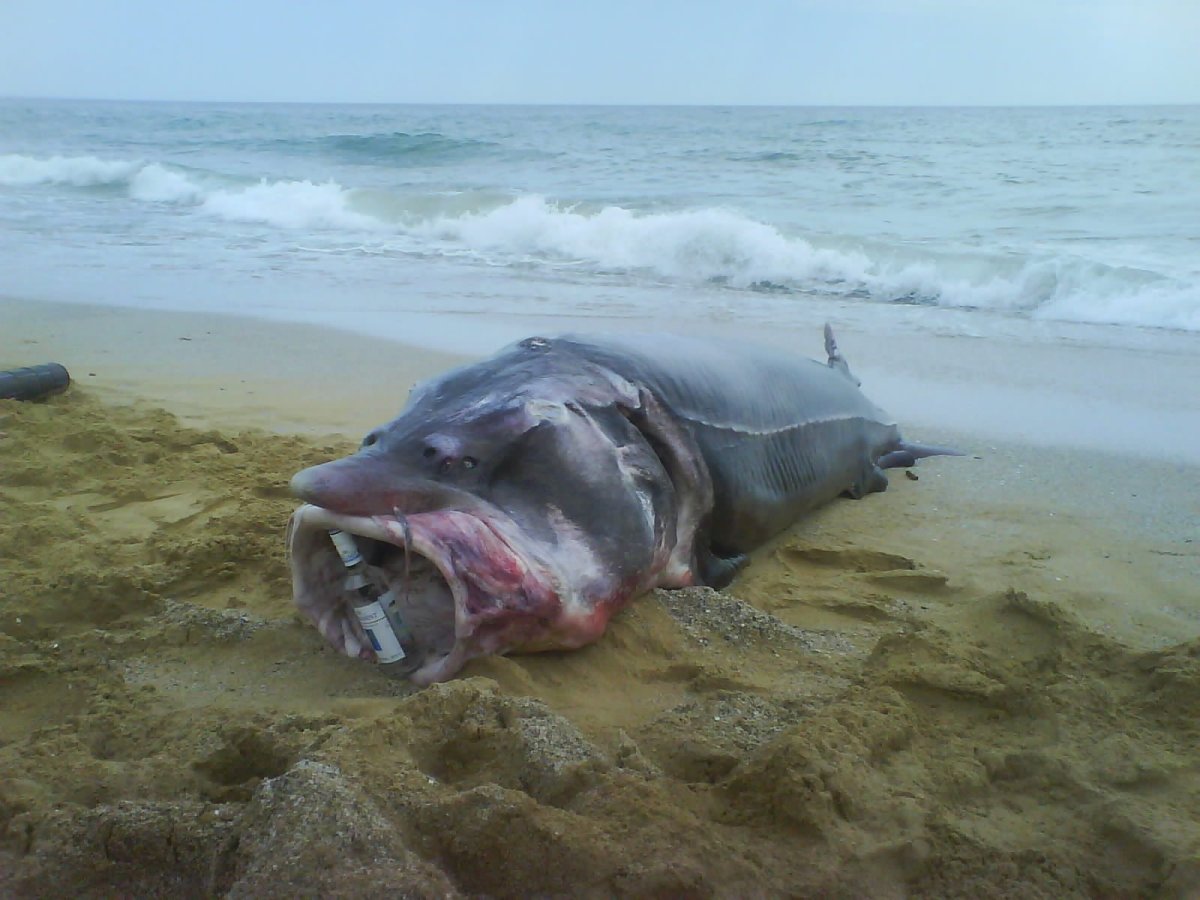 Рыба гимантолоф удильщик