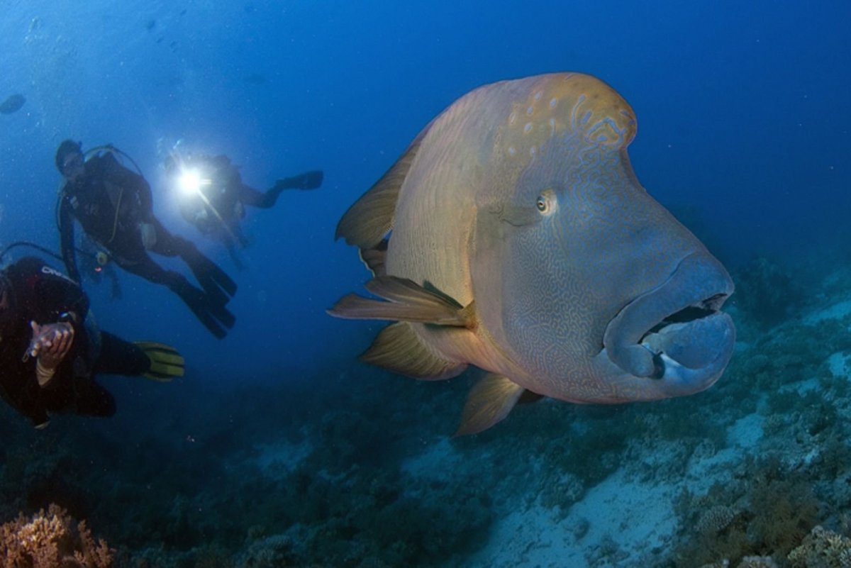 Рыба-Луна Mola Mola
