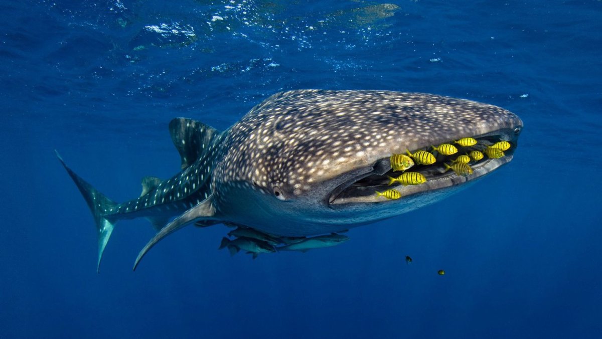 Китовая акула самая большая рыба в мире